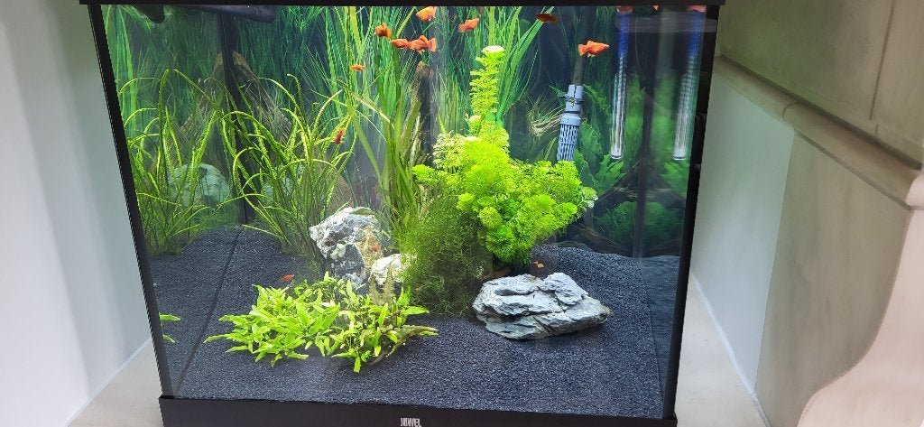 Aquarium JUWEL LIDO LED 200, Comme neuf, Enlèvement, Juwel, Aquarium d'eau douce rempli