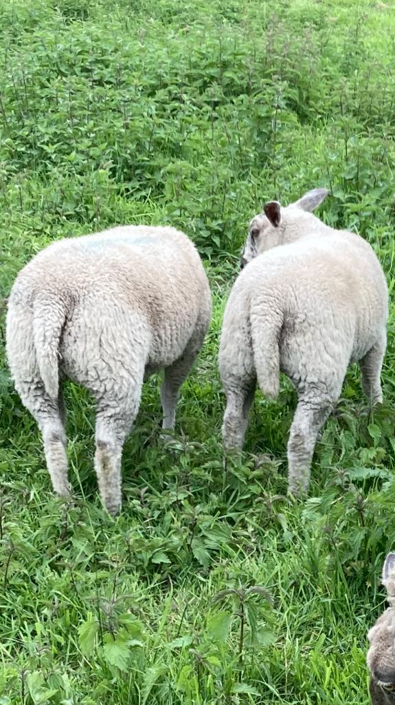 Schapen, Dieren en Toebehoren, Schapen, Geiten en Varkens, Vrouwelijk, Schaap, 0 tot 2 jaar