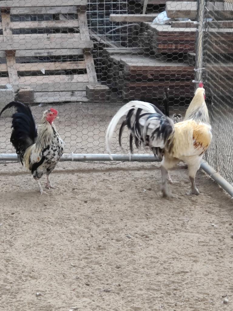 Haan Niet rasz Satsumadori 3 euro, ras luikse vechter 20