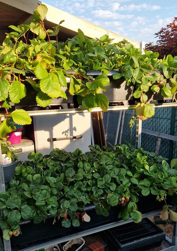 Aardbeiplanten in BATO aardbeibakken, Tuin en Terras, Ophalen, Volle zon, Vaste plant, Zomer