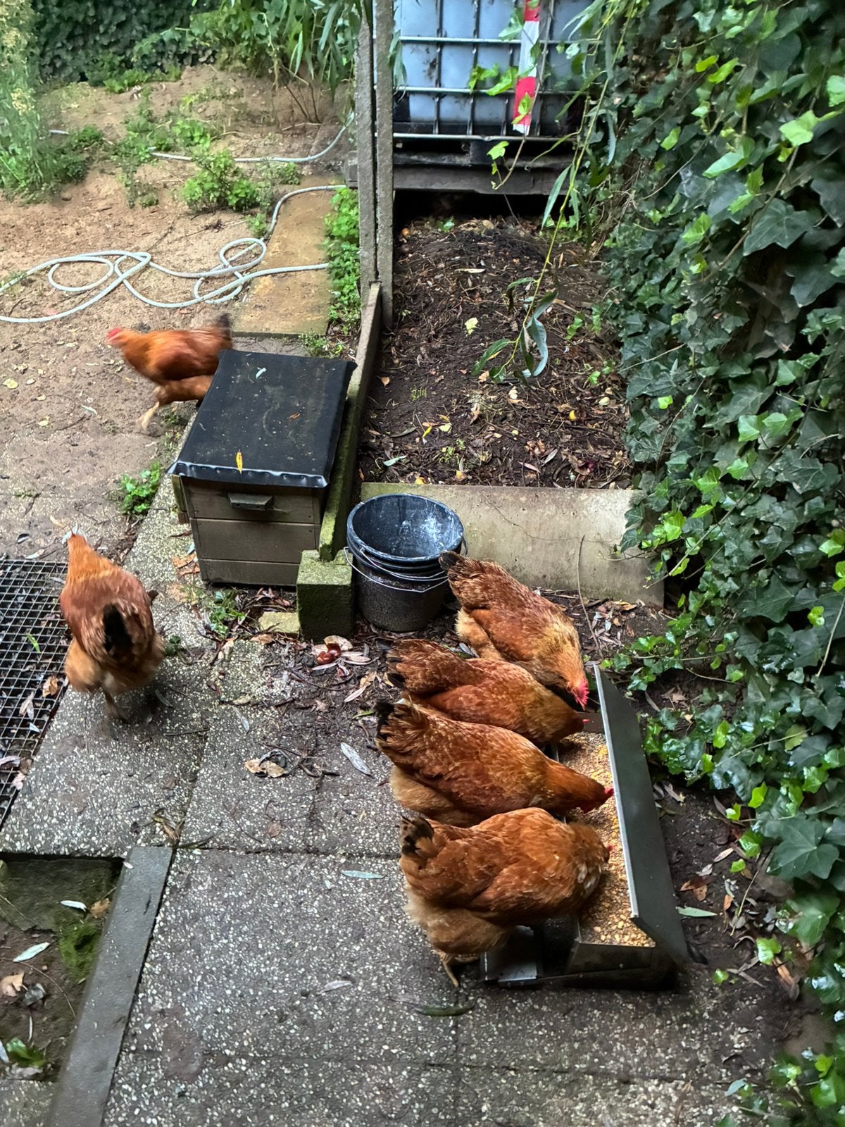 Legkippen 1 jaar oud, Dieren en Toebehoren