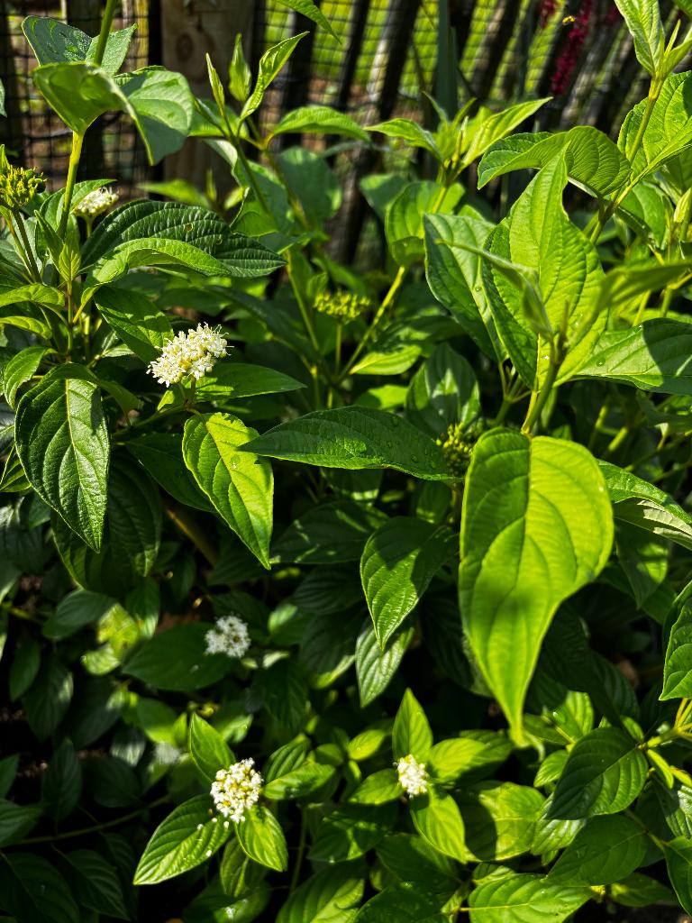 cornouiller blanc/cornus plante vivace à fleurs blanches, Enlèvement, Printemps, Plante fixe, Autres espèces