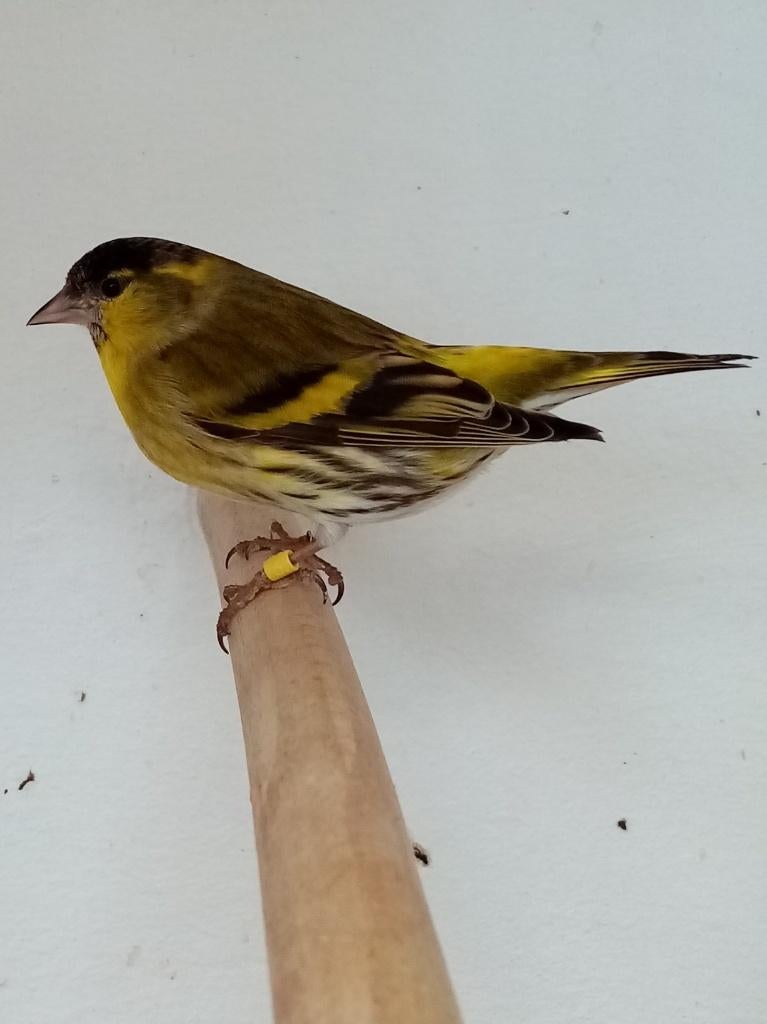 Gezogt Els sijs pop, Dieren en Toebehoren, Vogels | Overige Vogels, Vrouwelijk, Wildzangvogel, Geringd
