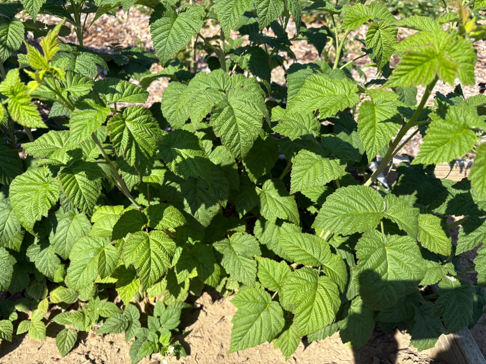 Franbozen scheuten, Tuin en Terras, Ophalen