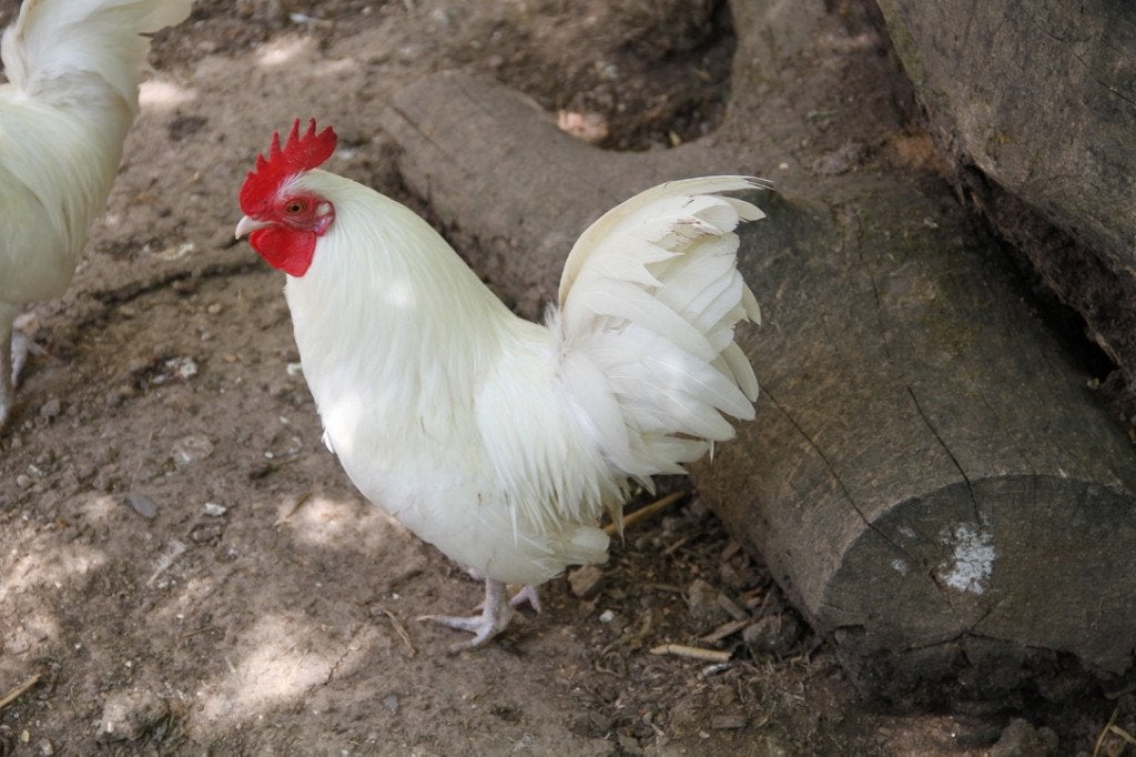 Coqs nains de la race famenoise, Animaux & Accessoires, Mâle, Poule ou poulet