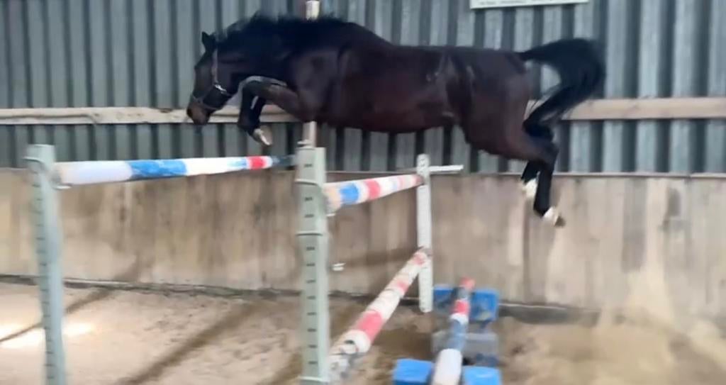 Stallion by Dominator, Dieren en Toebehoren, Paarden, Springpaard, Z, Hengst, 170 tot 175 cm