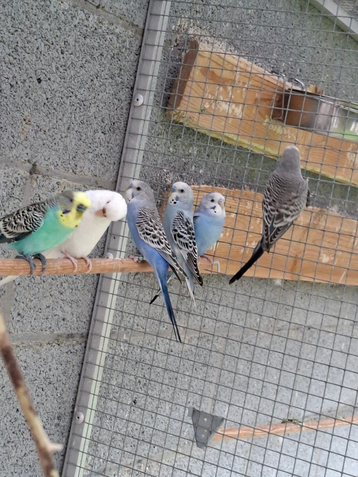 10 perruches, Animaux & Accessoires, Plusieurs animaux, Perruche