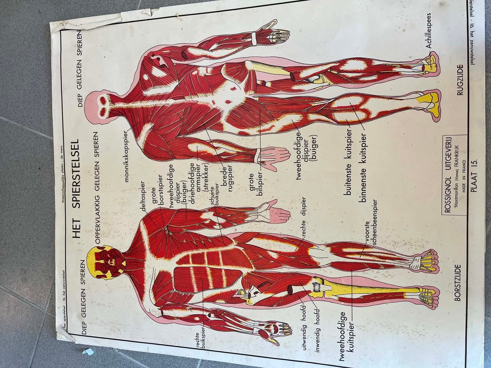 Lot 17 antieke biologische schoolkaarten, Antiek en Kunst, Antiek | Schoolplaten, Ophalen of Verzenden