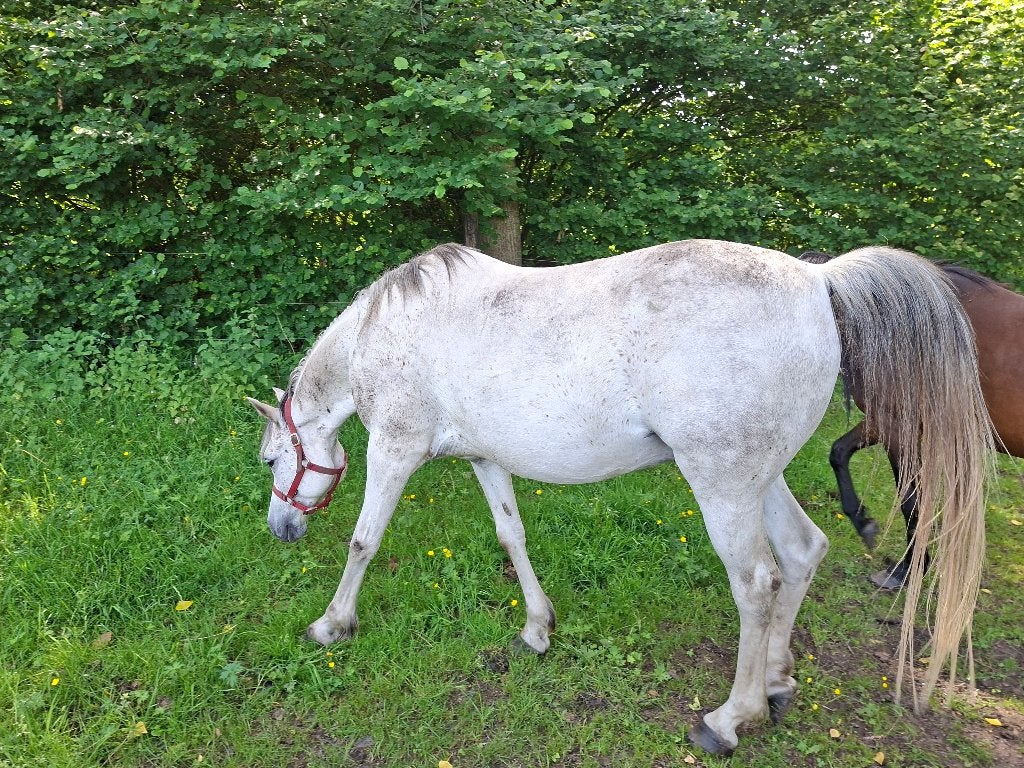 Arabische volbloeden te koop, Minder dan 160 cm, Met stamboom, Niet van toepassing, 0 tot 2 jaar