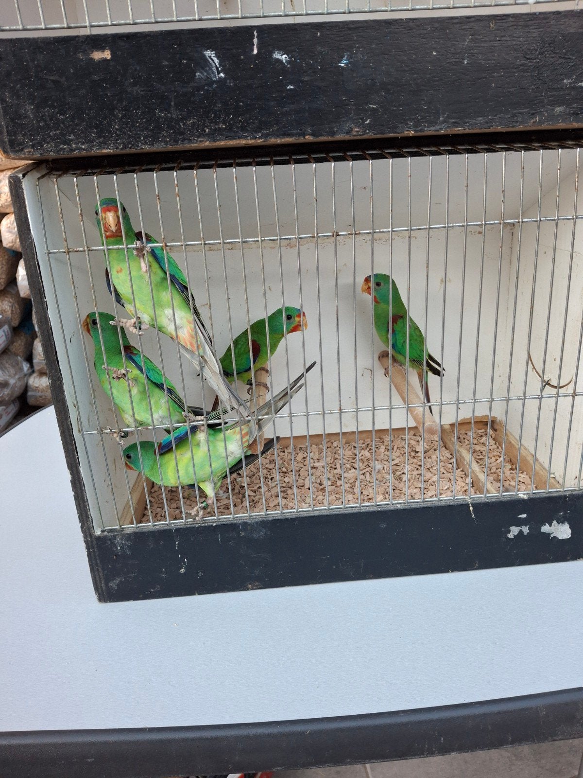 Swiftparkiet mannen, Mâle, Perruche, Bagué