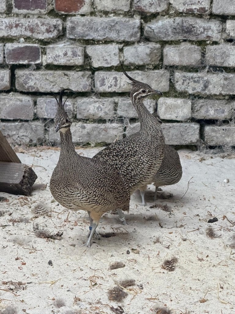 Tinamou élégant - Eudromia elegans, Animaux & Accessoires, Plusieurs animaux, Oiseau tropical, Bagué