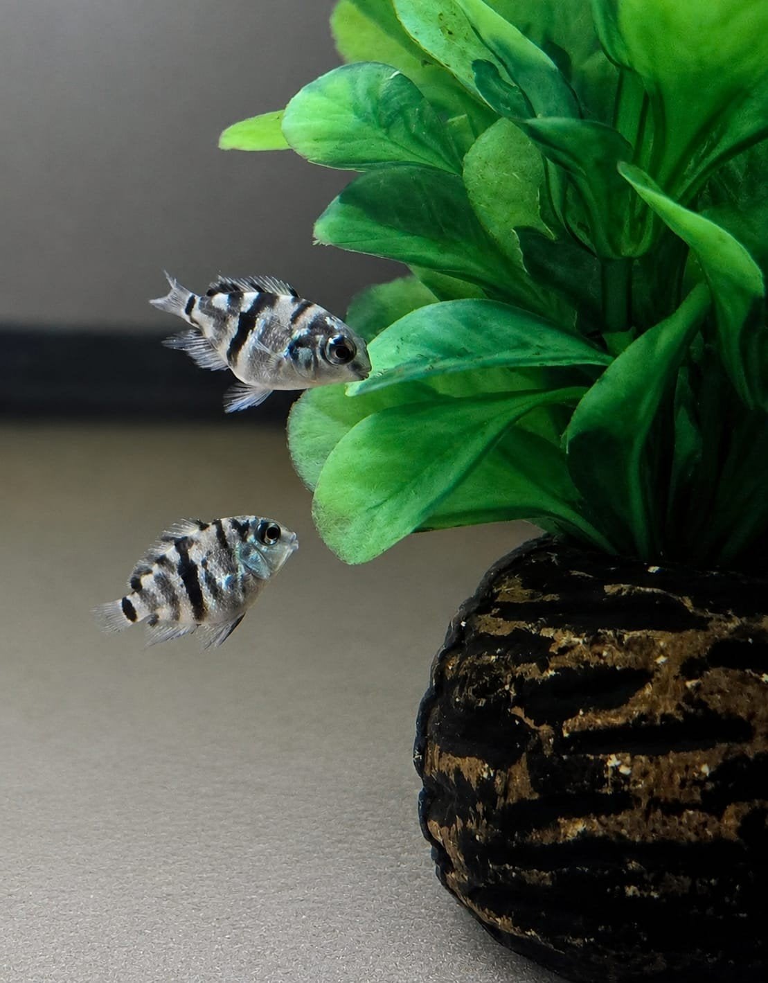 Polar Blue parots kweek, Animaux & Accessoires, Poissons | Aquariums & Accessoires, Enlèvement