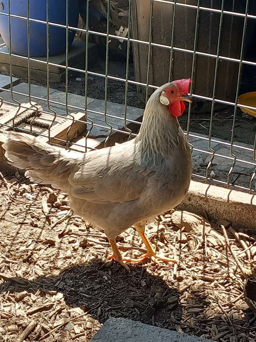 leghorn Isabel patrijs, Dieren en Toebehoren