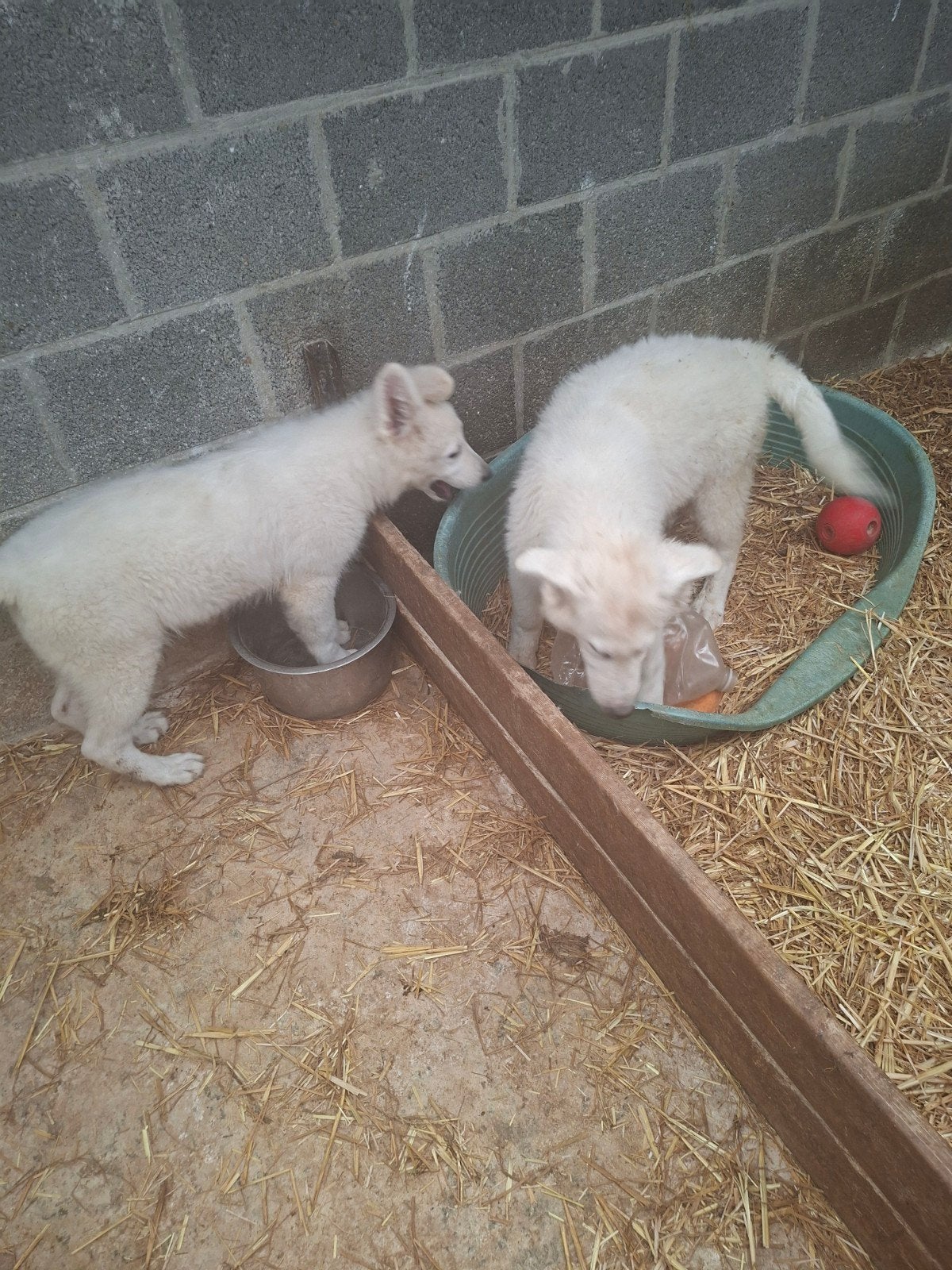 Zwitserse herder pups, Dieren en Toebehoren, België, Fokker | Hobbymatig, CDV (hondenziekte), 8 tot 15 weken