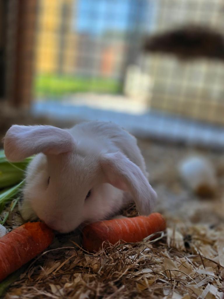 Vlaamse reus x franse hangoor VOEDSTER !, Dieren en Toebehoren, Konijnen, Hangoor