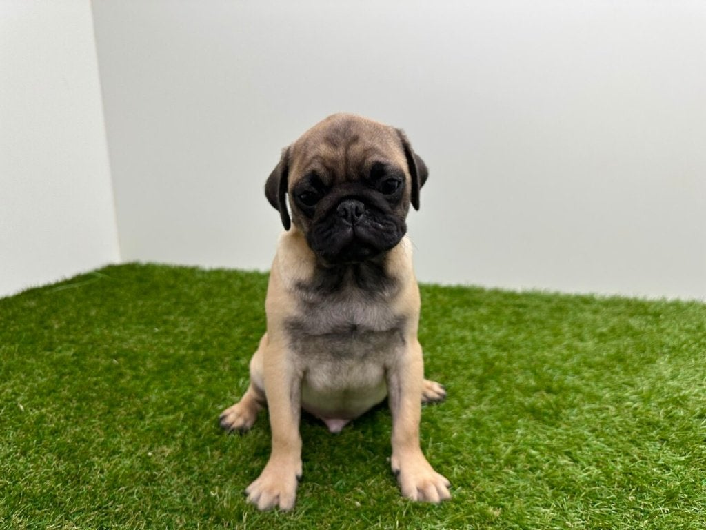 Mopshond puberpups