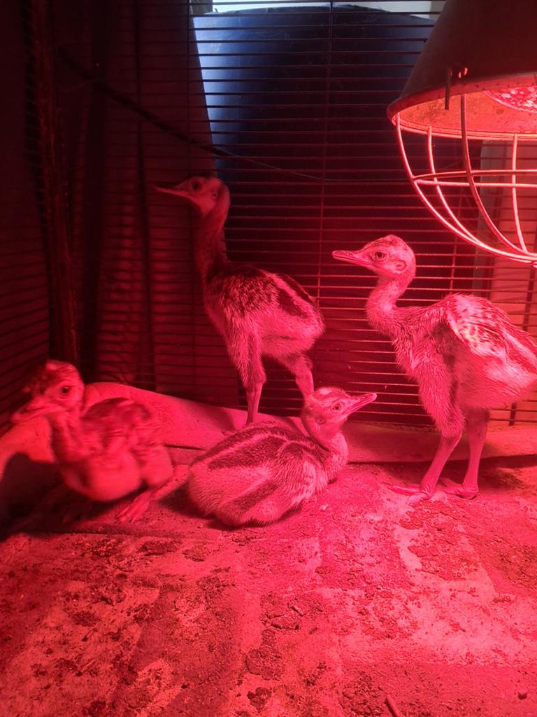 Nog maar 2 mooie grijze nandoe kuikens, Dieren en Toebehoren, Pluimvee, Geslacht onbekend, Overige soorten