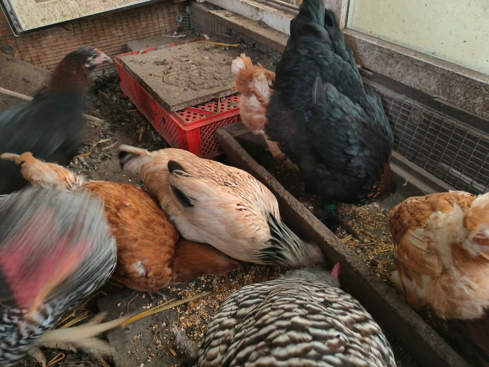 jonge kippen, Dieren en Toebehoren, Vrouwelijk, Kip