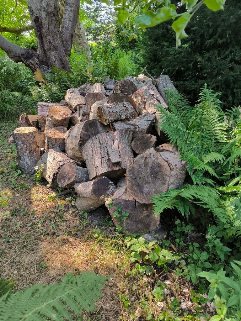 Bois de chauffage . Charme, Jardin & Terrasse, Bois de chauffage, 3 à 6 m³, Enlèvement, Autres essences de bois, Bûches