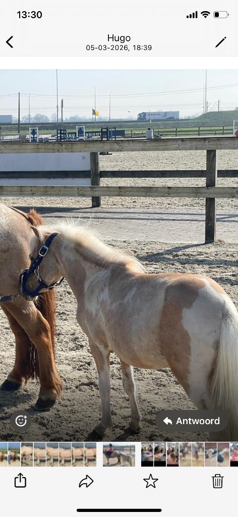 Falabella palomino 82 cm heel lief en mooi, Dieren en Toebehoren, Niet van toepassing, Hengst, A pony (tot 1.17m), 3 tot 6 jaar