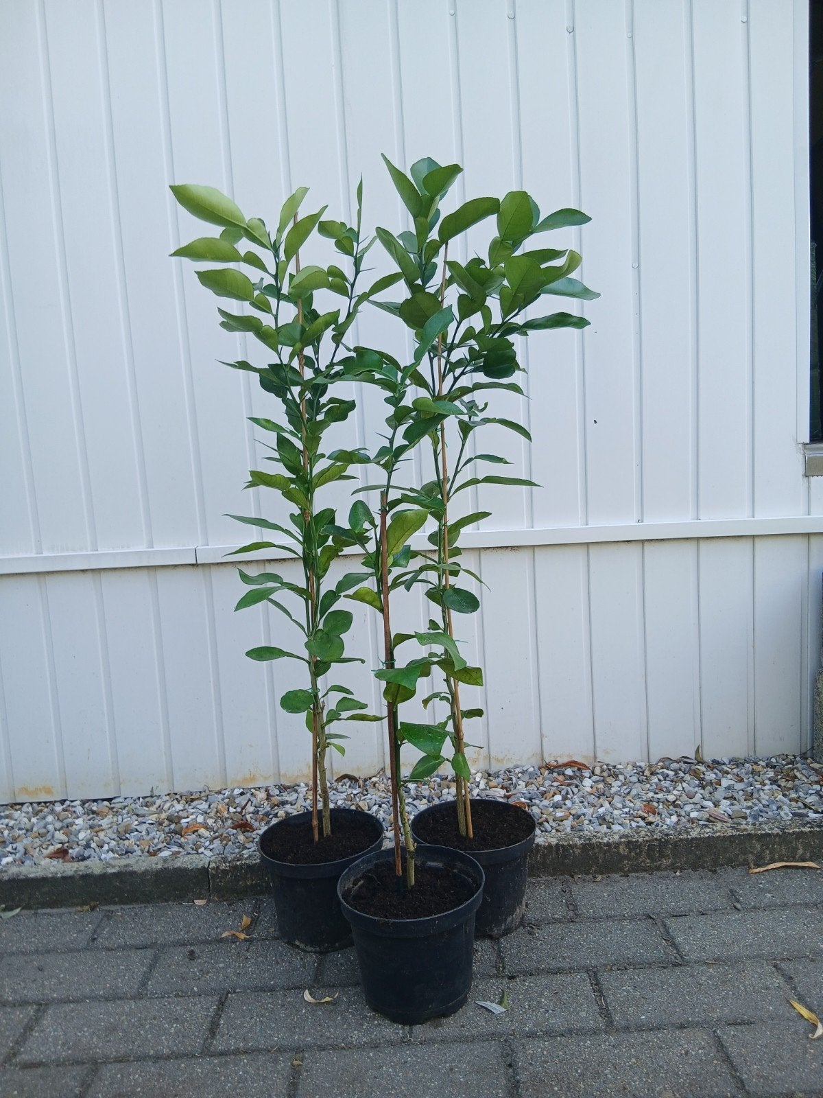 citrus plant,  de pomelo, Tuin en Terras, Planten | Struiken en Hagen, Ophalen