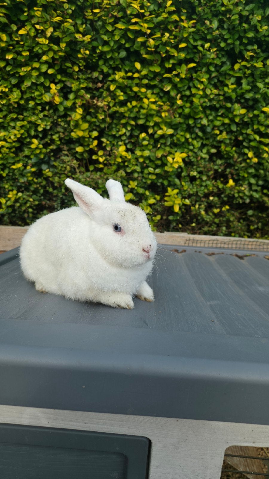 konijntje zoekt nieuwe thuis(v), Dieren en Toebehoren, Middelgroot