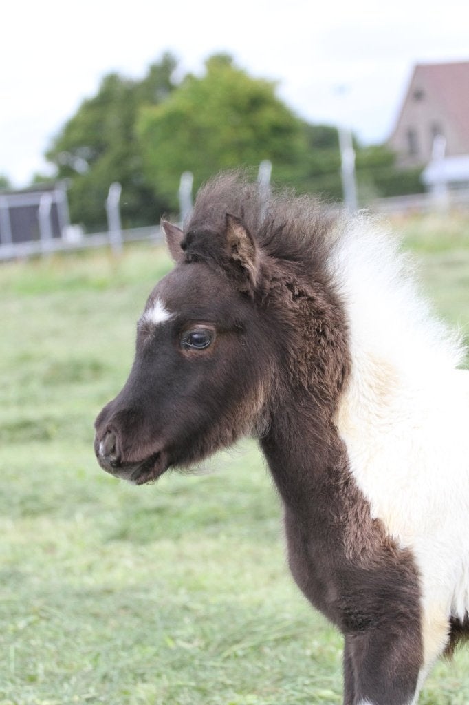 Mini Curly-smooth paardenveulen, Moins de 160 cm, Avec pedigree, 0 à 2 ans, Cheval de récréation