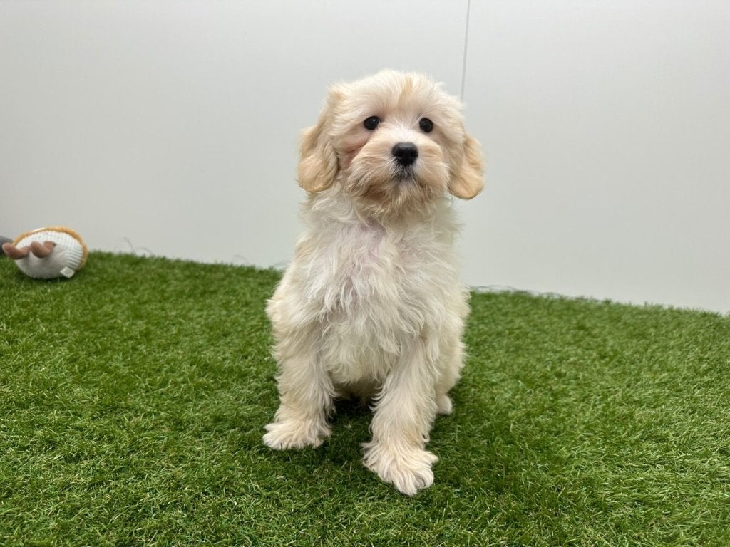Chiots Maltipoo, Maladie de Carré (chiens), Petit, Plusieurs, Belgique