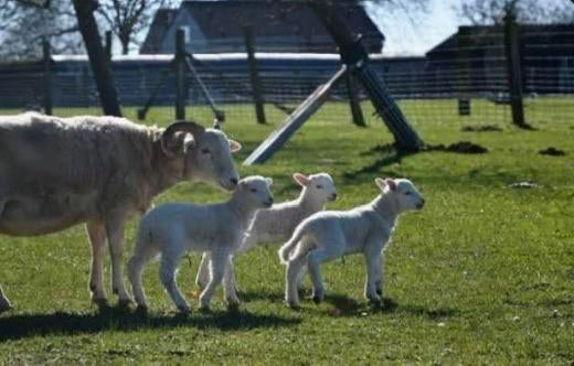 Gratis begrazing schapen