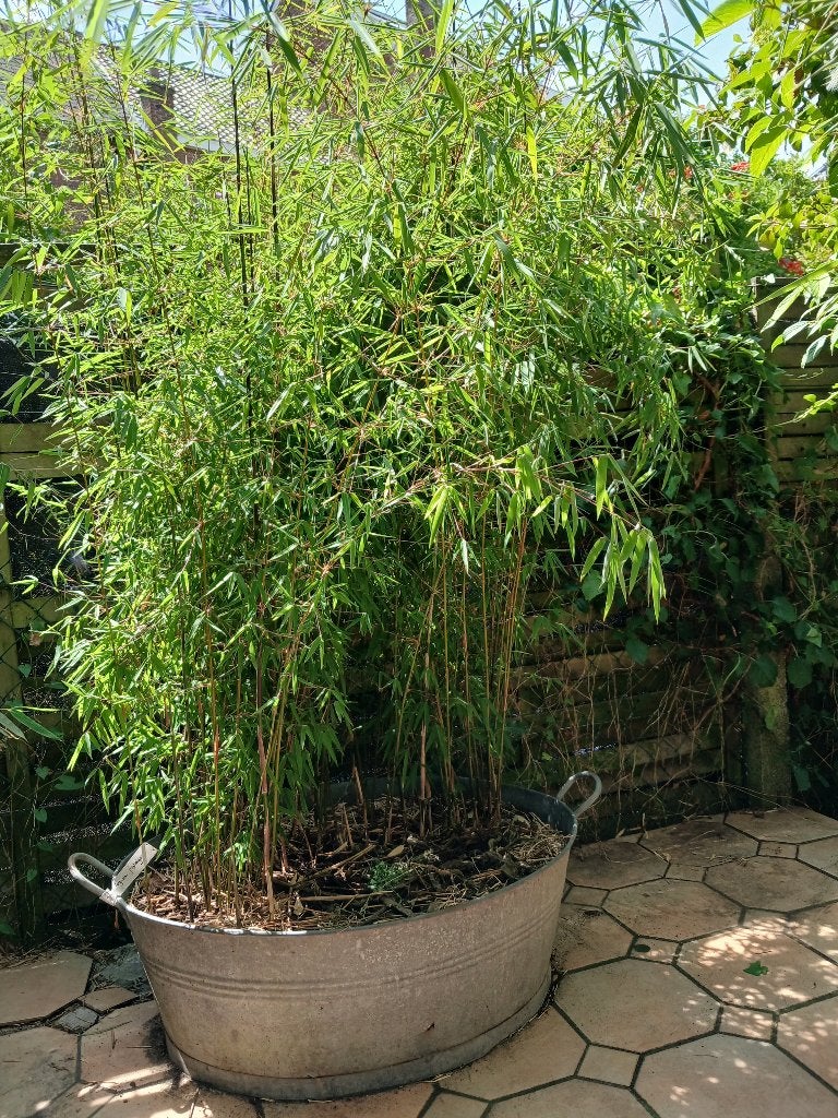 Bambou + jardinière, Jardin & Terrasse, Plantes | Arbustes & Haies, Haie, Bambou, 100 à 250 cm, Enlèvement