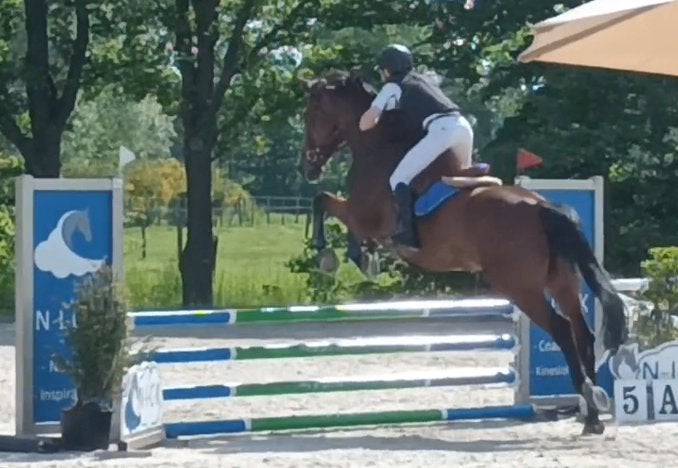 braaf springpaard, Dieren en Toebehoren, Springpaard, 175 cm of meer, Met stamboom, Ruin