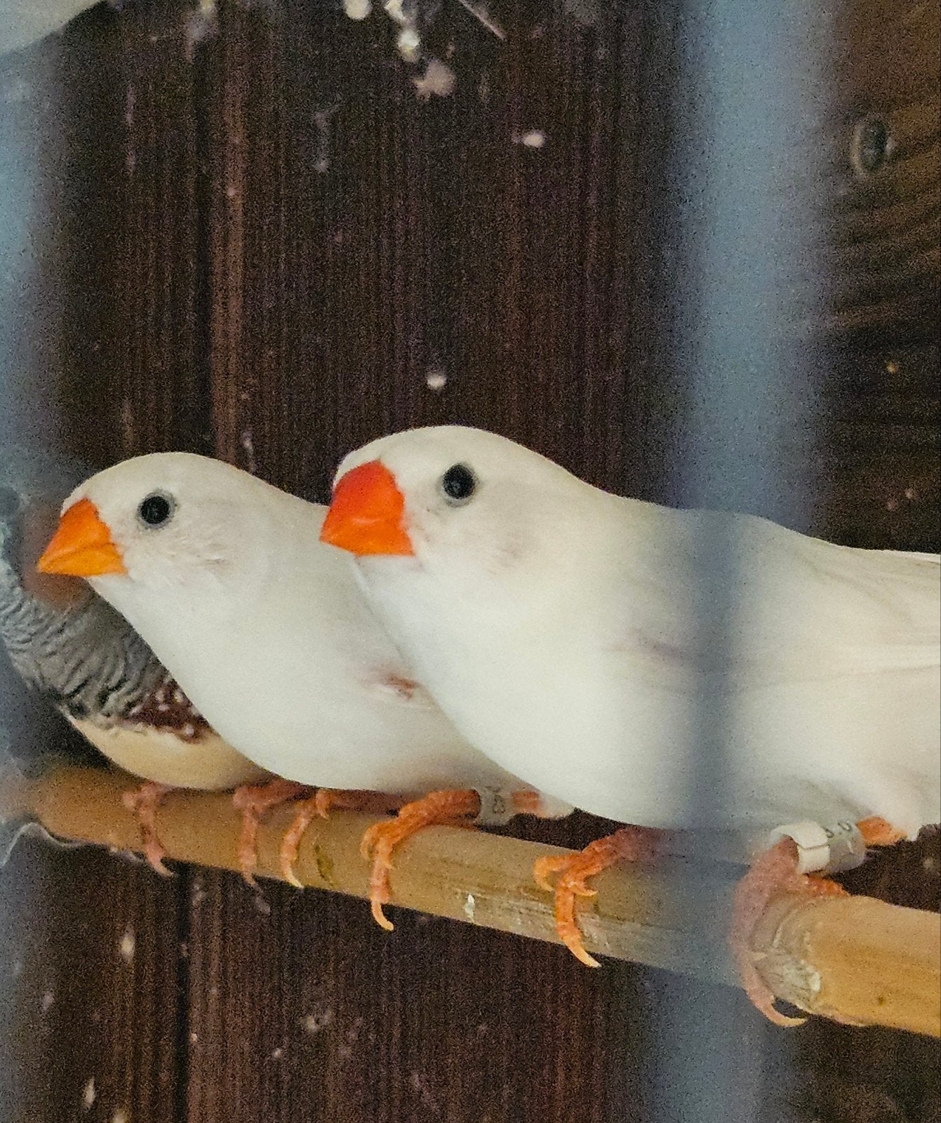 Koppel zebravinken, Dieren en Toebehoren, Tropenvogel, Geringd