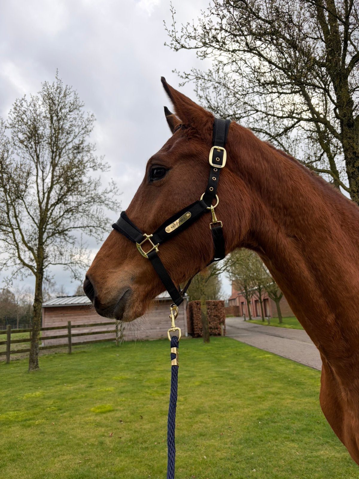 Talentvolle merrie met blacktype pedigree, Jument, Débourré, Vermifugé