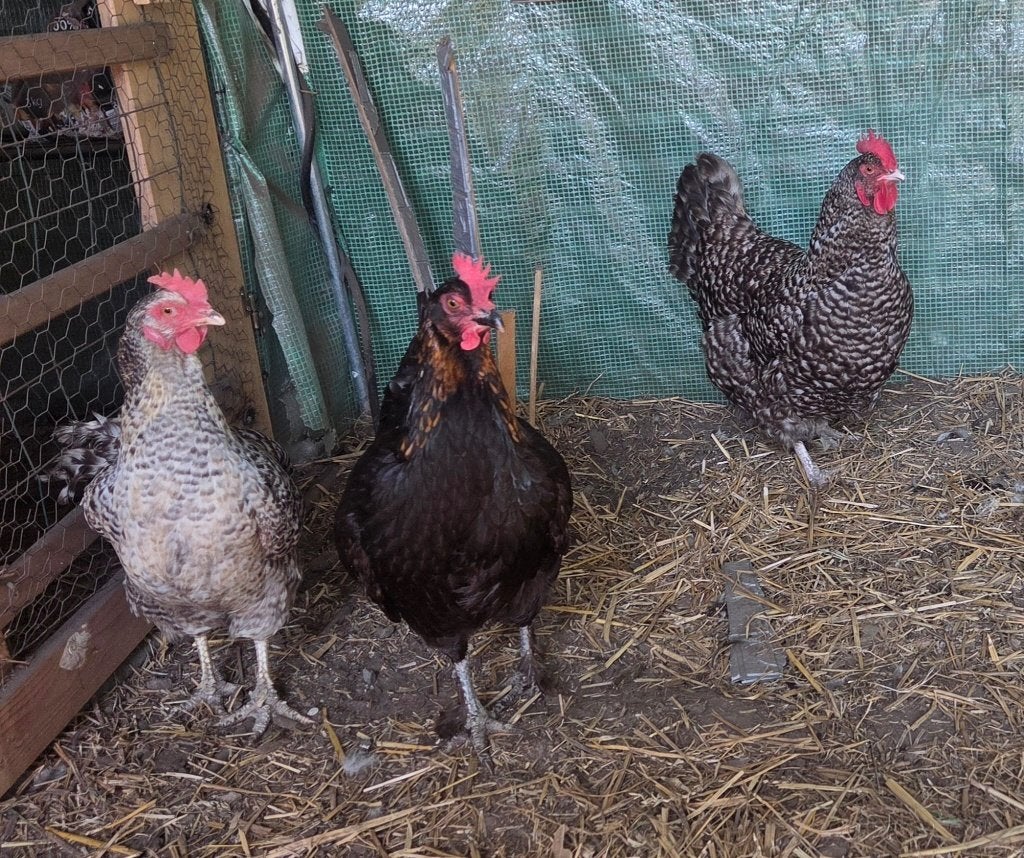 Drie legkippen, Dieren en Toebehoren, Vrouwelijk, Tam