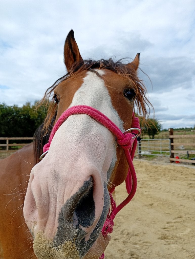 RBP merrie 3 jaar oud 1,56 m, Dieren en Toebehoren, Merrie, Minder dan 160 cm, Met stamboom, Niet van toepassing