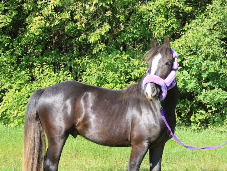 Lieve 5 jarige Tinker ruin te koop, Dieren en Toebehoren, Paarden en Pony's | Verzorgingsproducten, Ophalen