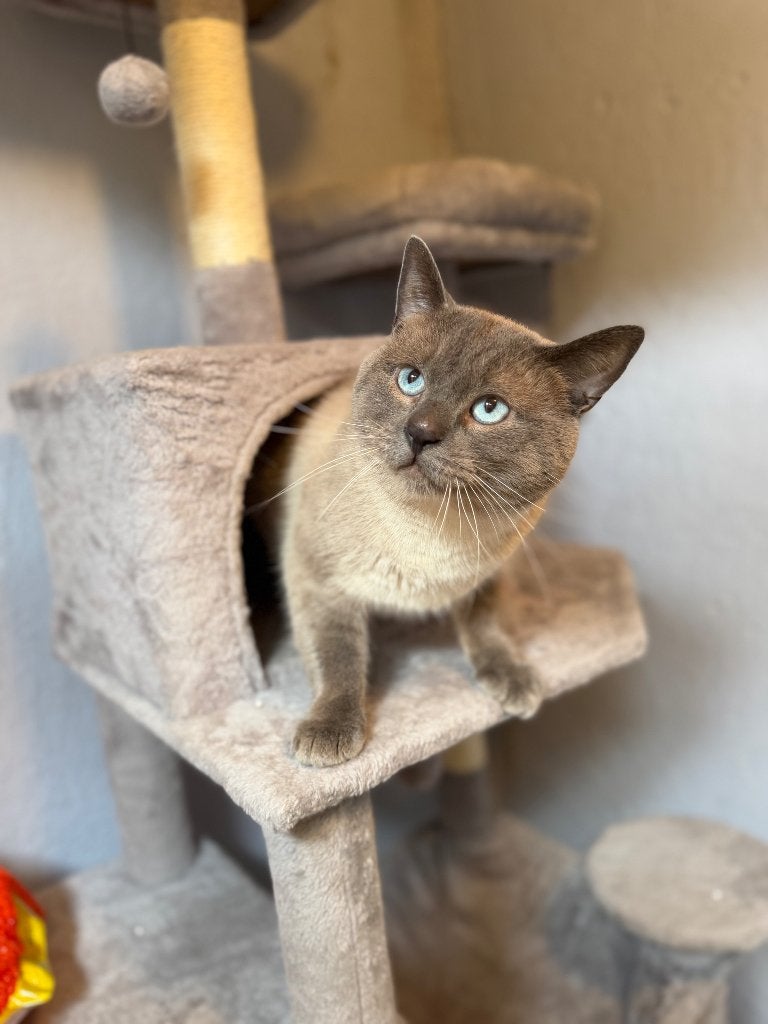 Chat british x siamois, Animaux & Accessoires, Chat, Avec puce électronique, 0 à 2 ans