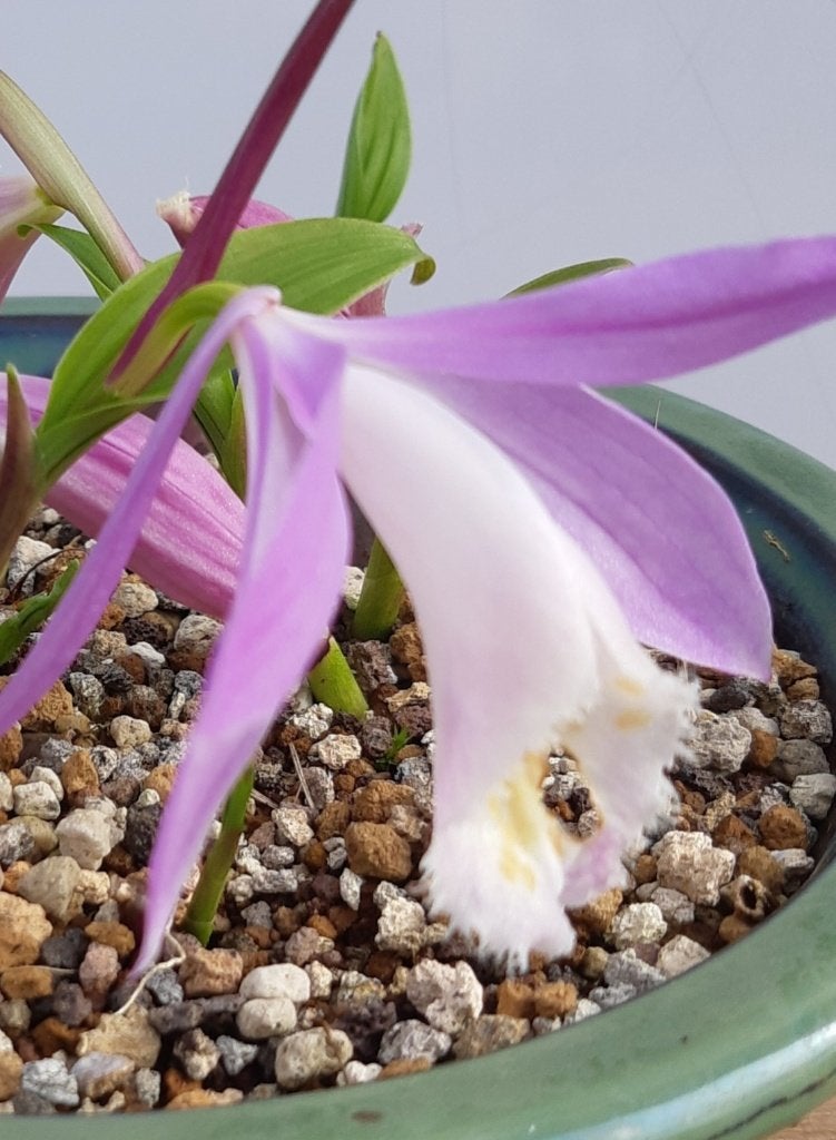 Tuinorchideeën, Tuin en Terras, Ophalen