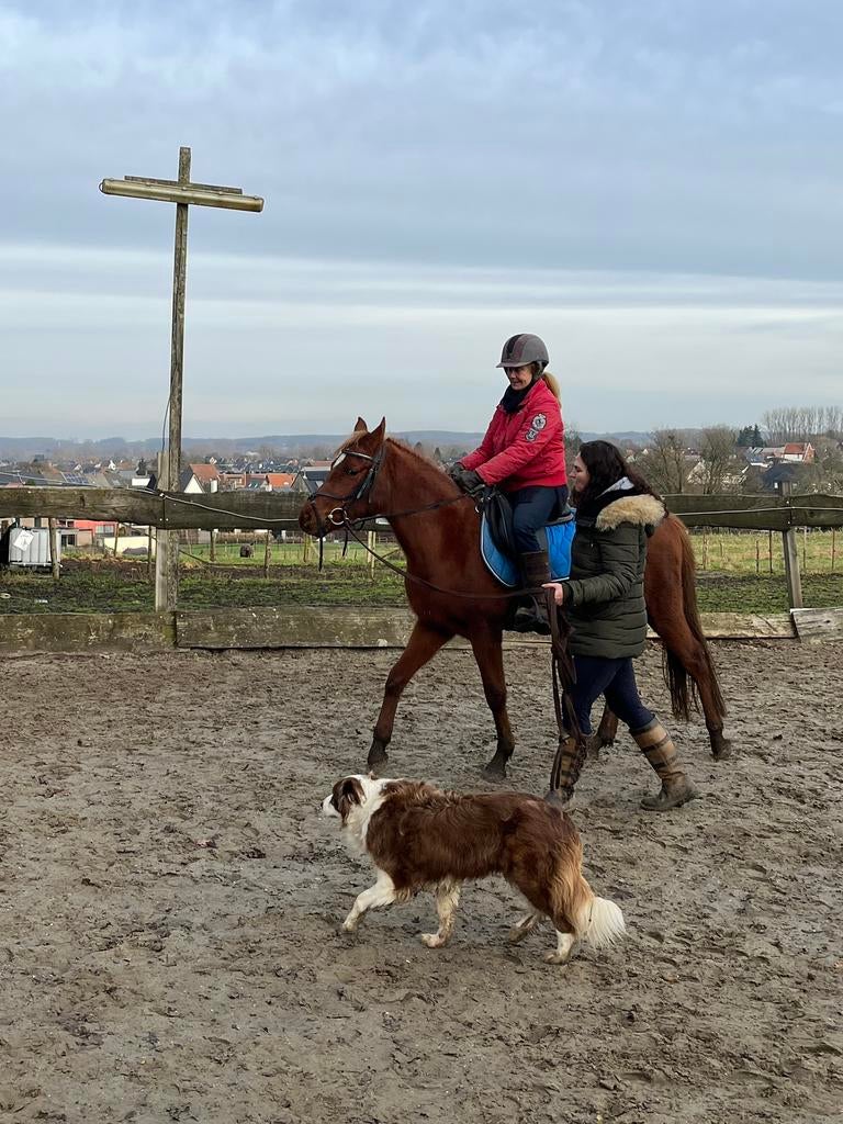 Jonge arabische volbloed, Dieren en Toebehoren, Paarden, Minder dan 160 cm, Ruin, Niet van toepassing, 3 tot 6 jaar