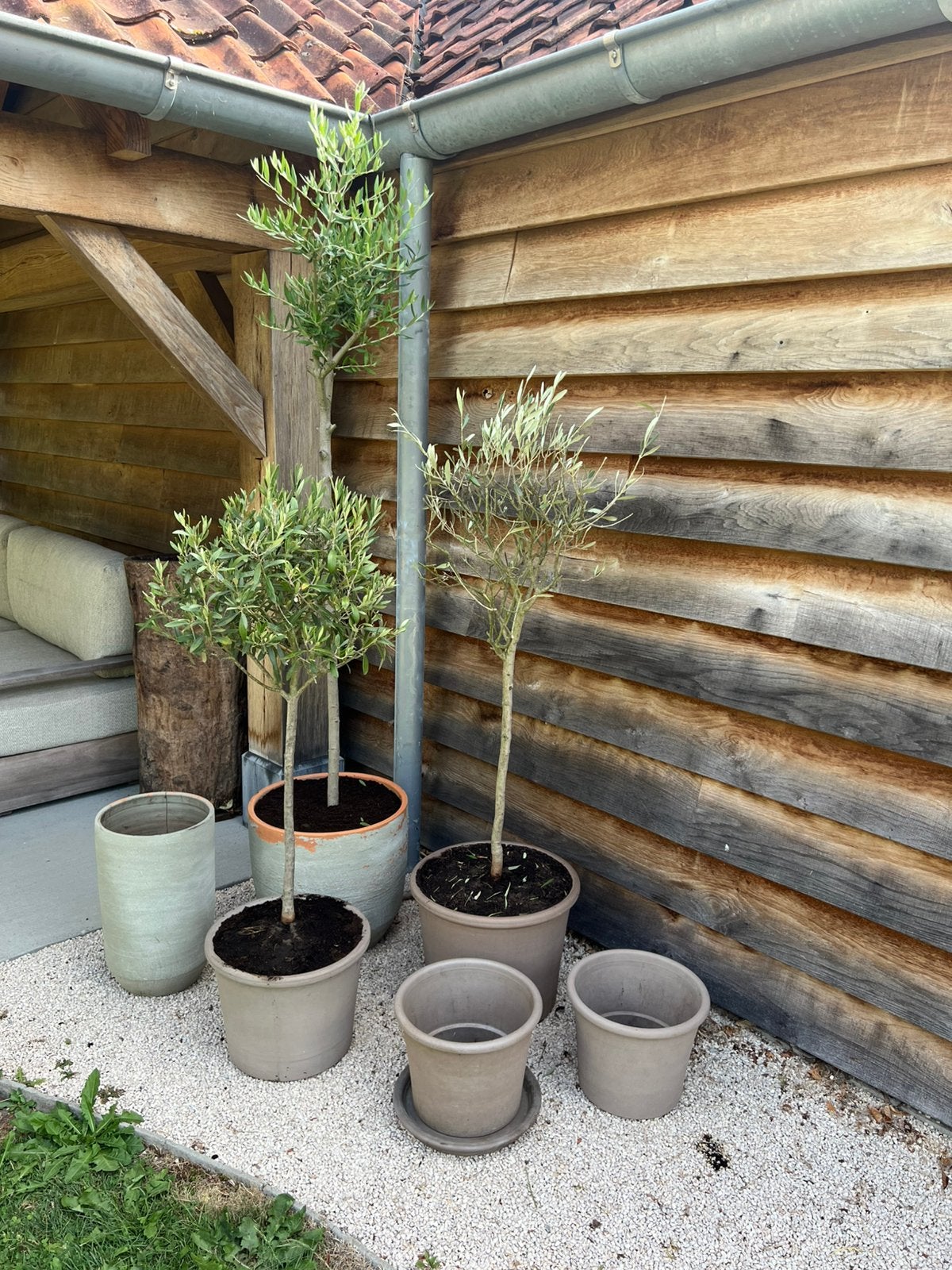 6 potten + 1 onderschaal + 3 olijfbomen, Tuin en Terras, Ophalen