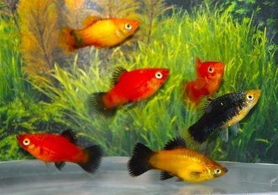 Platy MIX, Animaux & Accessoires, Poisson, Poisson d'eau douce