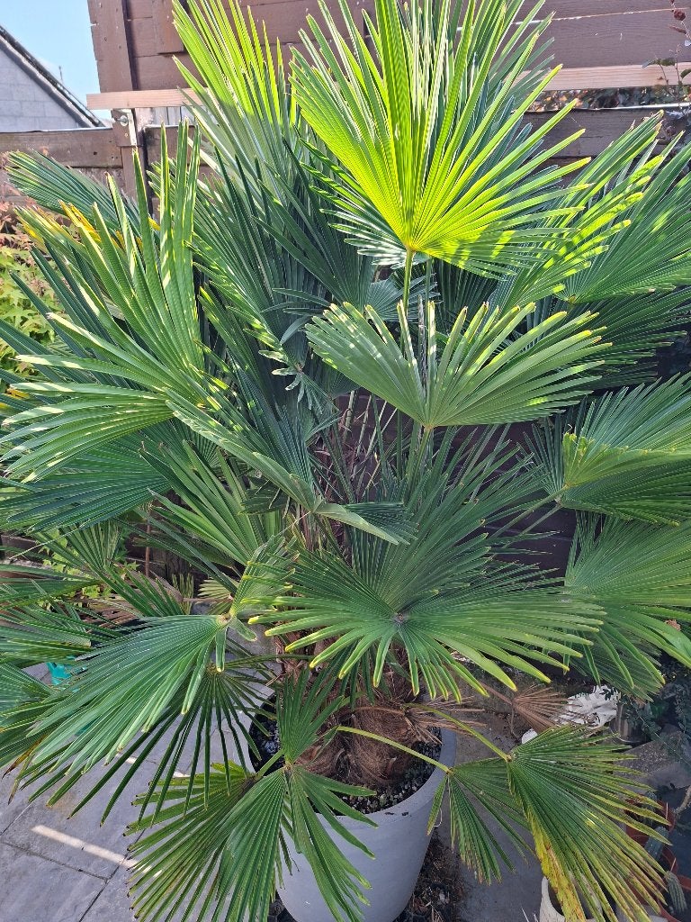 trachycarpus wagnerianus, Vaste plant, Halfschaduw, Zomer, Ophalen