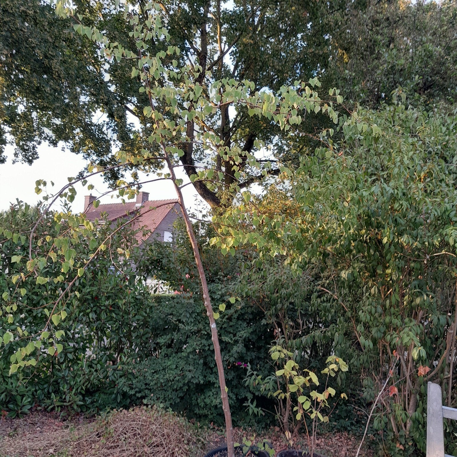 gratis planten, Tuin en Terras, Planten | Bomen, Ophalen