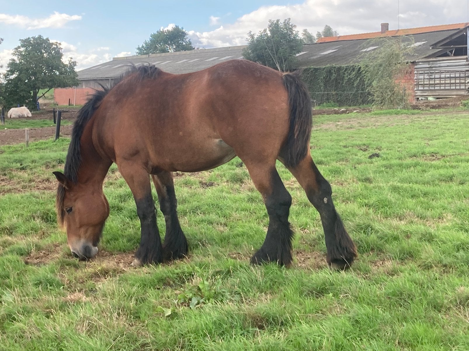 Belgisch trekpaard, Animaux & Accessoires, Avec pedigree, Cheval d'attelage, Ne s'applique pas, 0 à 2 ans