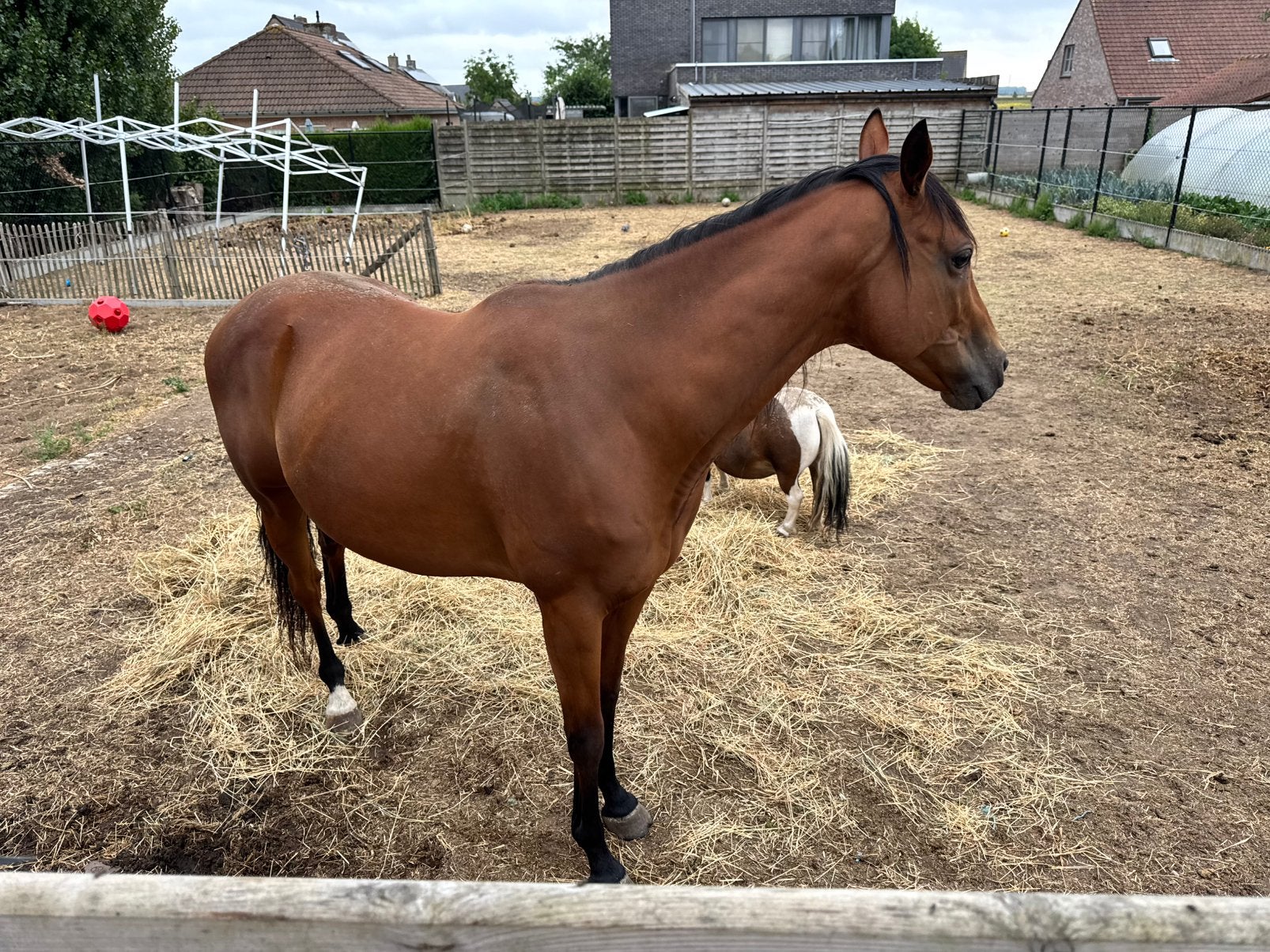 8jarige ruin, Dieren en Toebehoren, Pony's, Ruin