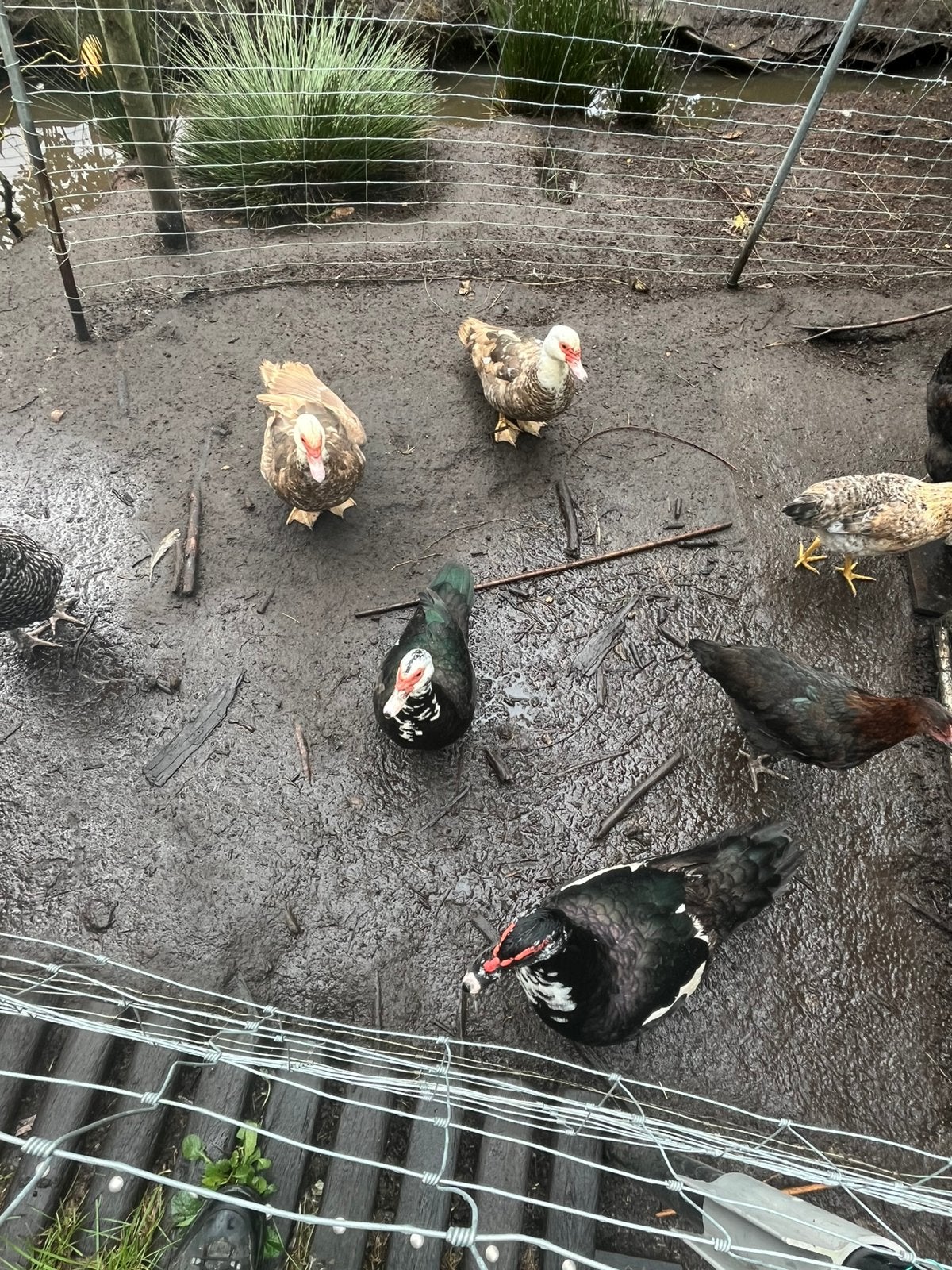 Barberie trio, Dieren en Toebehoren