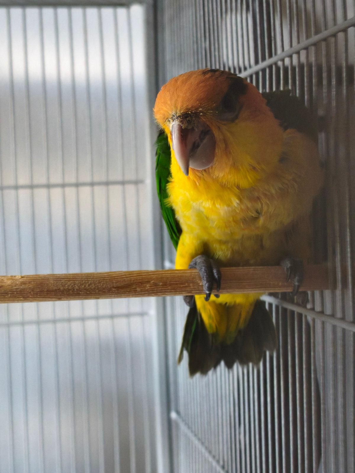 caique eam