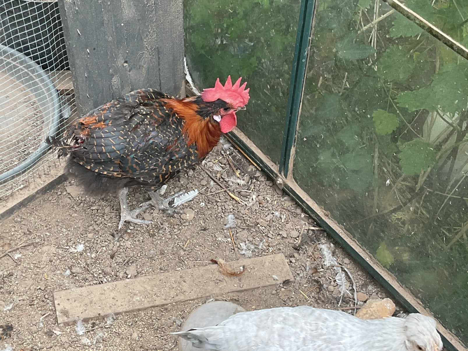 Hanen, Dieren en Toebehoren, Pluimvee, Kip