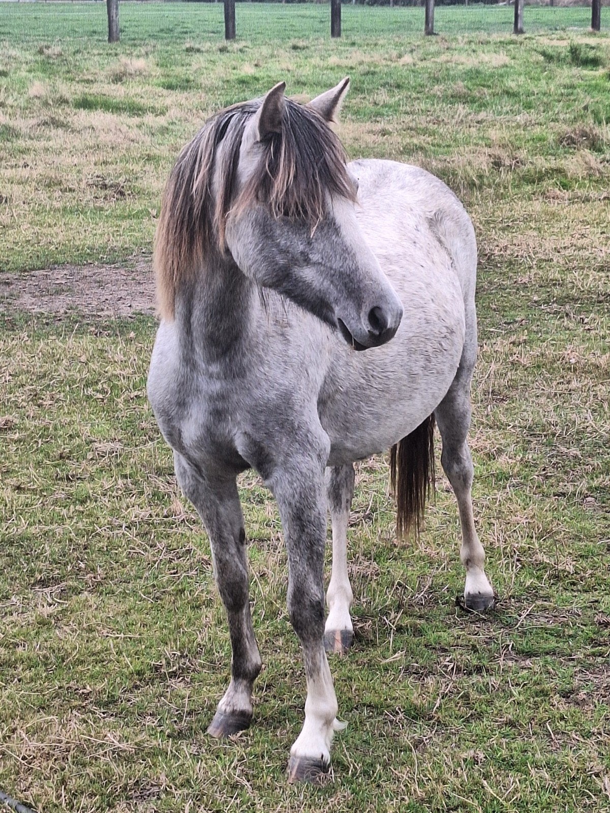 heel mooie en lieve welsh sectie B jaarling merrie, Animaux & Accessoires, Poney C (1.27 m à 1.37m), Avec pedigree, 0 à 2 ans