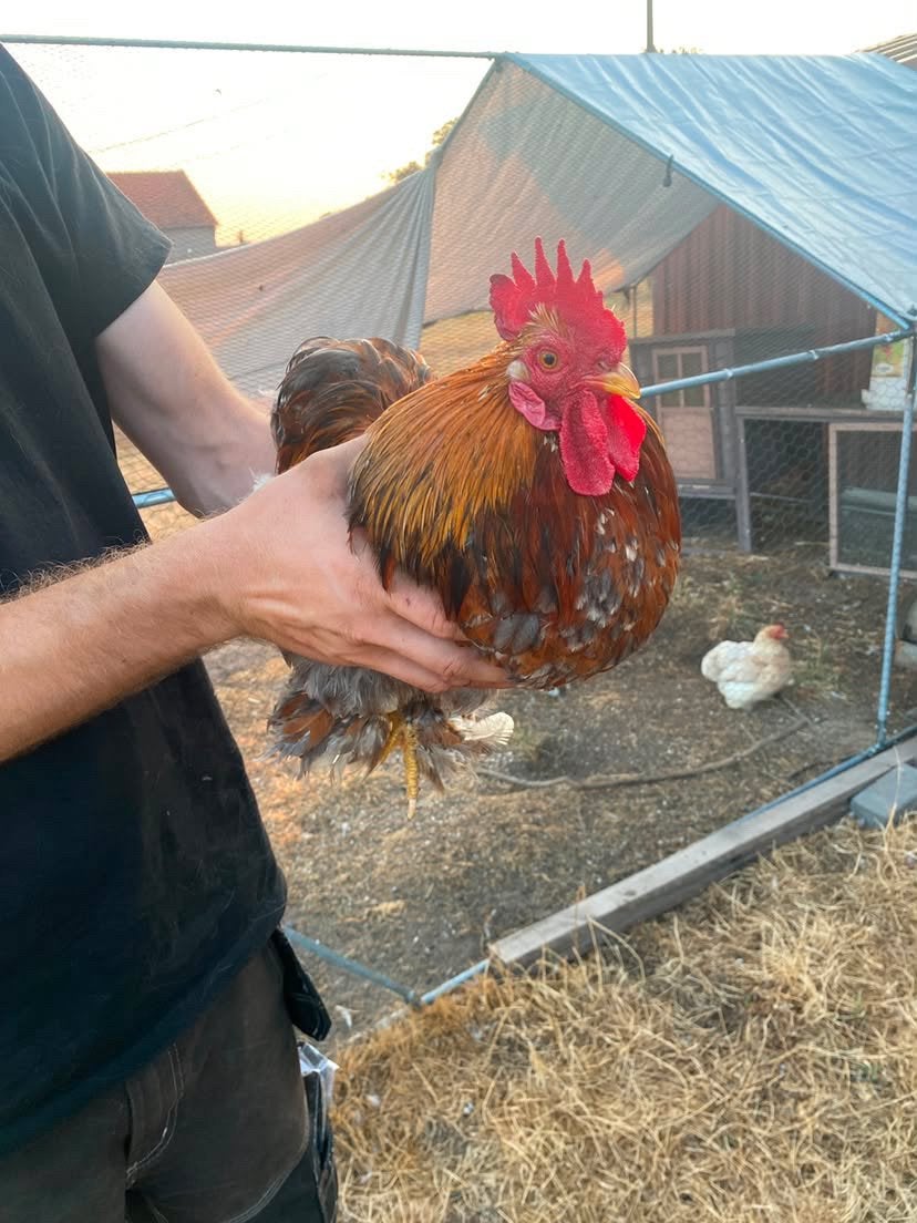 Cochin haantjes, Mâle, Poule ou poulet